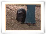 050 Wombat.jpg